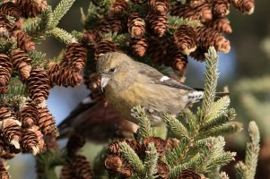 White-winged Crossbill (female-fall) 119.jpg