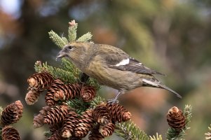 White-winged Crossbill (hatch year female-fall) 101.jpg