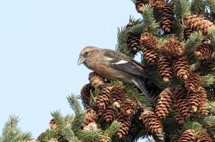 White-winged Crossbill (hatch year male-fall) 100.jpg