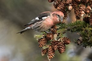 White-winged Crossbill (hatch year male-fall) 110.jpg