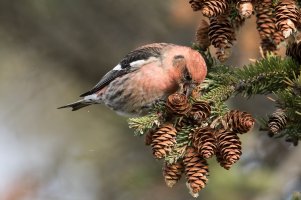 White-winged Crossbill (hatch year male-fall) 112.jpg