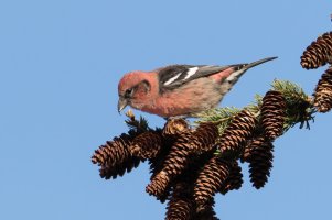 White-winged Crossbill (male-fall) 101.jpg