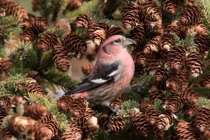 White-winged Crossbill (male-fall) 103.jpg