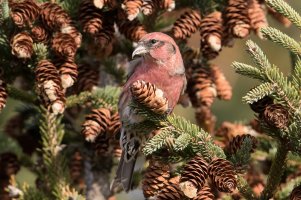 White-winged Crossbill (male-fall) 106.jpg