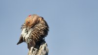 Northern Yellow-shafted Flicker_s_14453.JPG