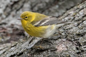 Pine Warbler (male-fall) 102.jpg