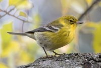 Pine Warbler (male-fall) 103.jpg