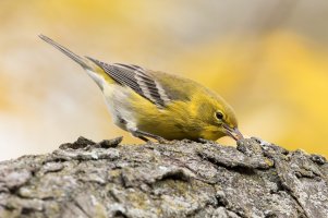 Pine Warbler (male-fall) 111.jpg