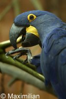 Hyacinth_macaw.JPG