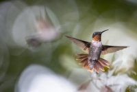 20200818_male_ruby-throated_hummingbird_090-2.JPG