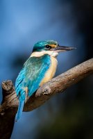 Sacred Kingfisher (18 of 32).jpg