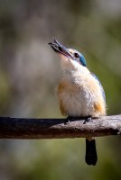 Sacred Kingfisher (31 of 32).jpg