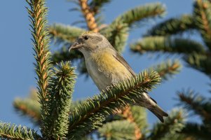 Red Crossbill (hatch year female-fall) 105.jpg