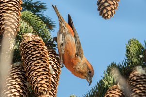 Red Crossbill (male-fall) 102.jpg