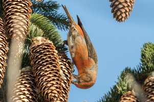 Red Crossbill (male-fall) 103.jpg