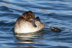 309A5245-DxO_tufted_duck.jpg