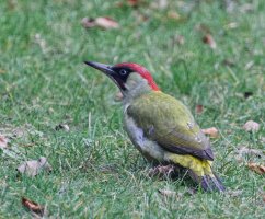 309A5953-DxO_DO_800green_woodpecker-lsss_small.jpg
