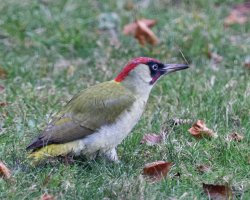 309A6035-DxO_DO_560green_woodpecker-lsss_small.jpg