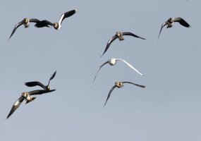 309A6191-DxO_800_lapwings+gull_flying-isss_small.jpg