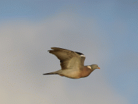 pigeon_flying.gif
