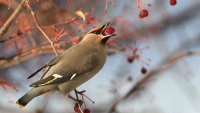 Bohemian waxwing_s_38387.JPG