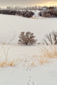 _36A2589.jpg