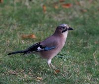 309A6851-DxO_DO_800mm_jay-lss_small.jpg