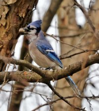 5D3_7961 ps3 fix crop picasa - Copy.jpg