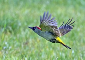 DSC_9700-DxO_green_woodpecker_flying-ss_SH-2_00xAuto.jpg