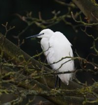 309A6998-DxO_Little_egret-lsss+2.jpg