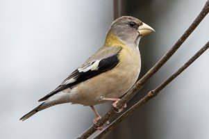 Evening Grosbeak (female-fall) 100.jpg