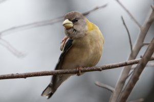 Evening Grosbeak (female-fall) 102.jpg