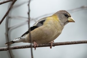 Evening Grosbeak (female-fall) 103.jpg