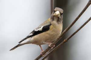 Evening Grosbeak (female-fall) 104.jpg