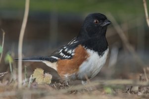 Spotted Towhee (male-fall) 100.jpg