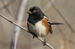 Spotted Towhee (male-fall) 101.jpg