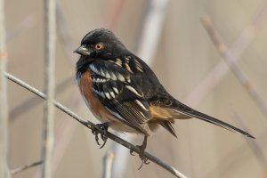 Spotted Towhee (male-fall) 102.jpg