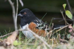 Spotted Towhee (male-fall) 107.jpg