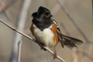 Spotted Towhee (male-fall) 109.jpg