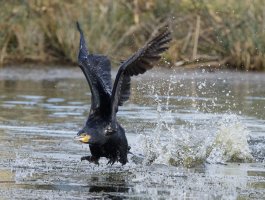 DSC_5544-DxO_Cormorant_landing.jpg