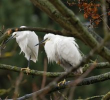 309A7525-DxO_two_little_egrets-lsss.jpg