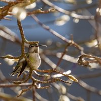 Hummingbird-2.jpg