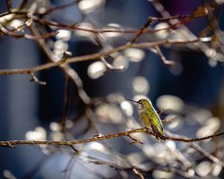 Hummingbird-3.jpg