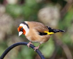 309A7560-DxO_goldfinch_unc-lsss.jpg