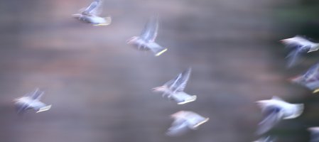 Bohemian Waxwings V2_s_58695.JPG