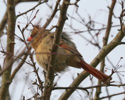 5D3_8558 picasa crop ps3 fix - Copy.jpg