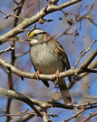 5D3_8639 crop and fix - Copy.jpg