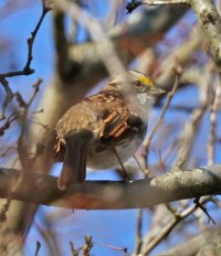 5D3_8617 crop and fix - Copy.jpg