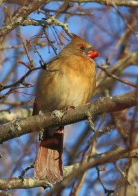 5D3_8735 female cardinal crop picasa fix - Copy.jpg