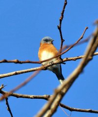 5D3_8777 bluebird crop picasa fix - Copy.jpg